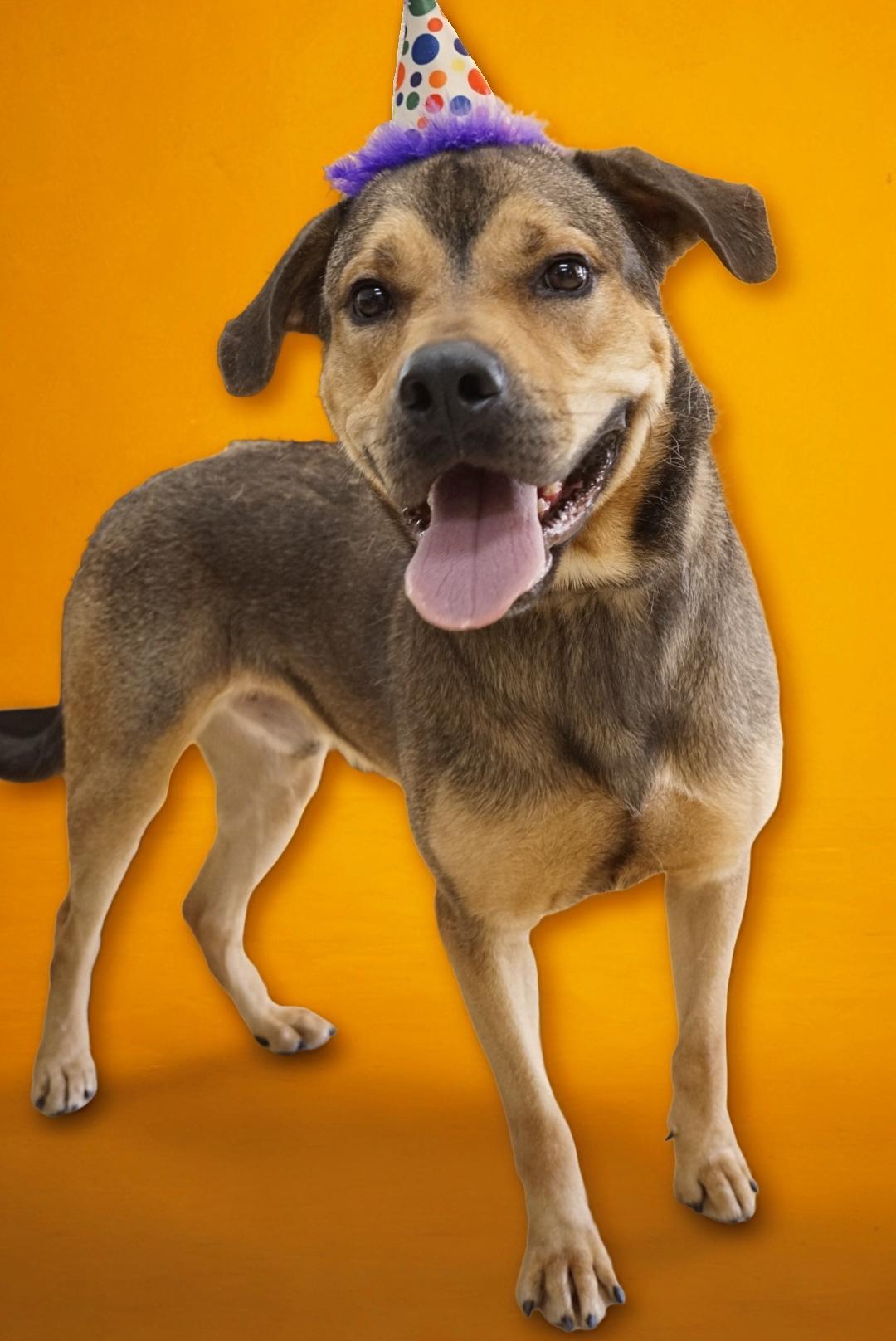 Waldo, a Adoptable mixed breed in cumming, GA image 2/6