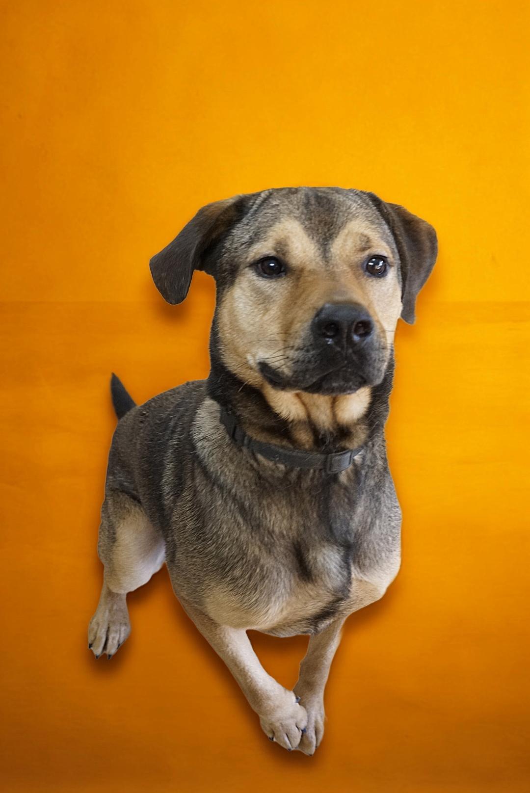 Waldo, a Adoptable mixed breed in cumming, GA image 3/6