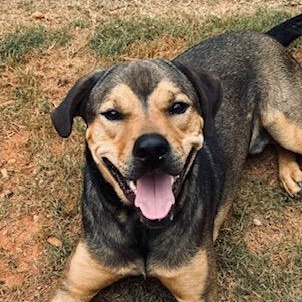 Waldo, a Adoptable mixed breed in cumming, GA image 1/6