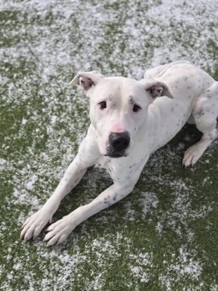 Smiley, a Adoptable mixed breed in Fort Worth, TX image 1/3