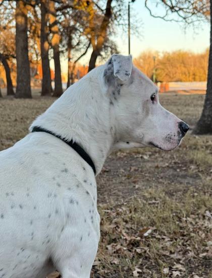 Enlarge Smiley, a Adoptable mixed breed in Fort Worth, TX image 1/3