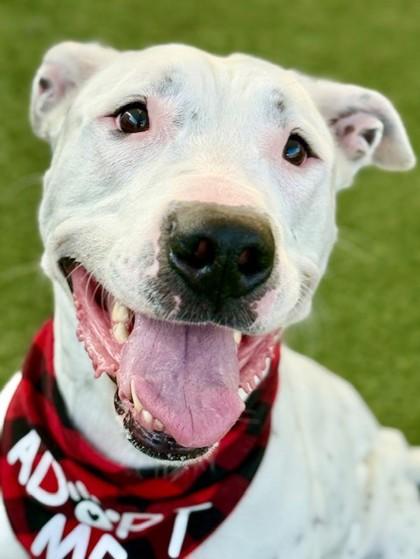 Enlarge Smiley, a Adoptable mixed breed in Fort Worth, TX image 2/3