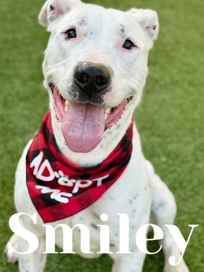 Smiley, a Adoptable mixed breed in Fort Worth, TX image 2/3