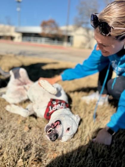 Smiley, a Adoptable mixed breed in Fort Worth, TX image 3/3