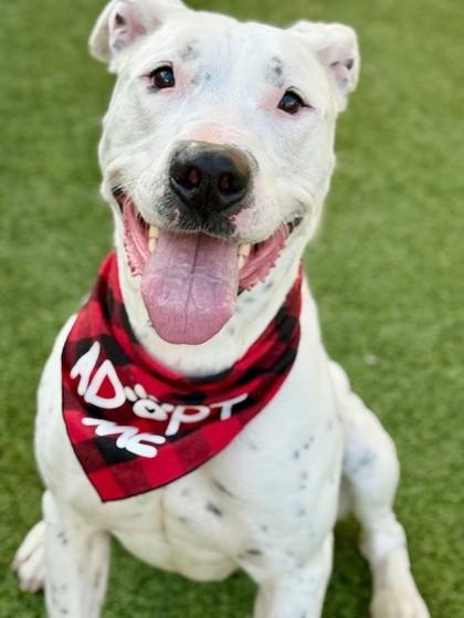 Enlarge Smiley, a Adoptable mixed breed in Fort Worth, TX image 3/3