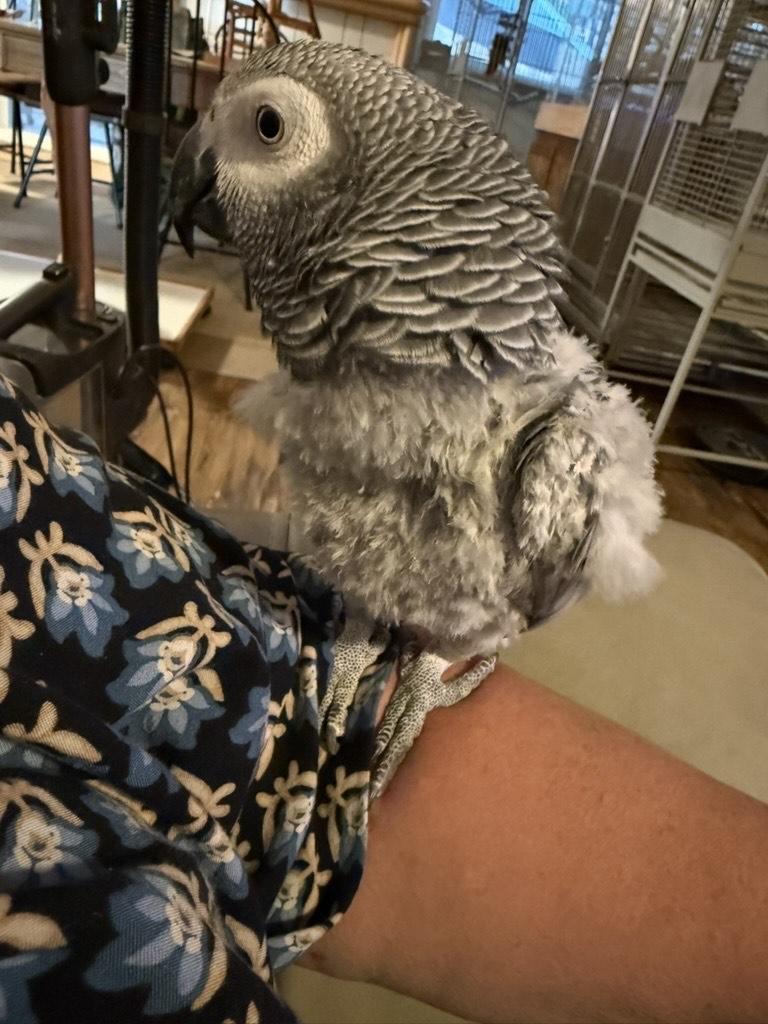 Enlarge Luna, an adopted African Grey in San Diego, CA image 3/4