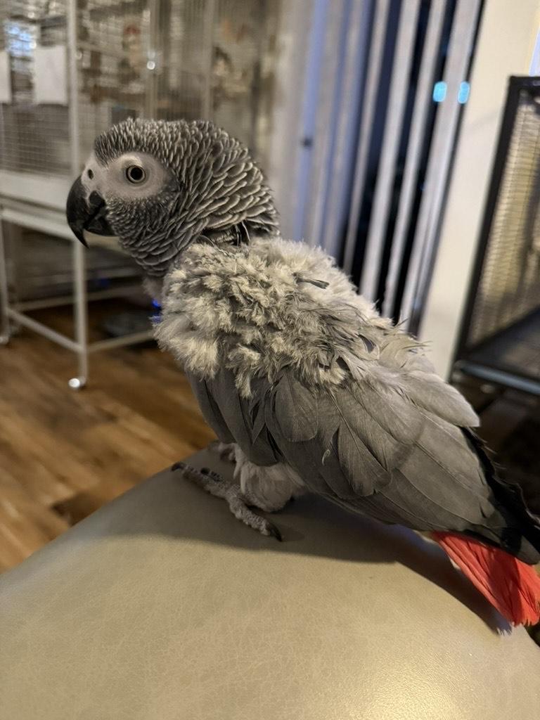 Enlarge Luna, an adopted African Grey in San Diego, CA image 2/4
