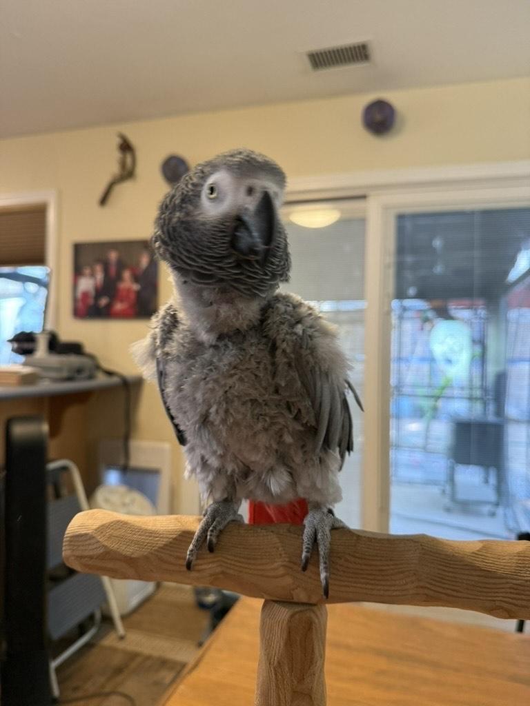 Luna, adopted, Adult Female African Grey.
