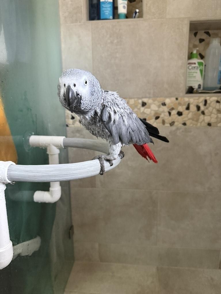 Enlarge Luna, an adopted African Grey in San Diego, CA image 4/4