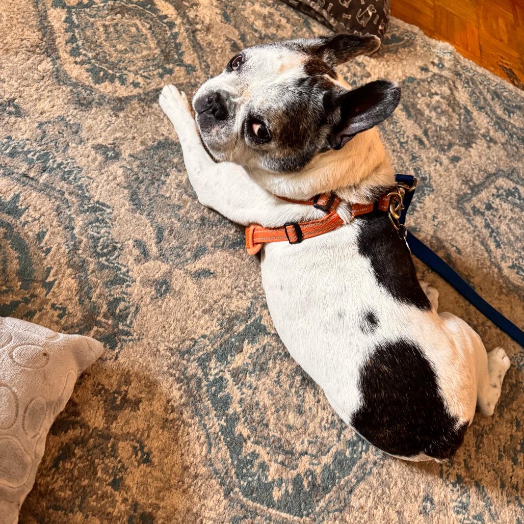 Hank, Adoptable, Senior Male French Bulldog.