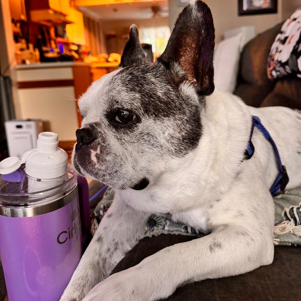 Enlarge Hank, a Adoptable French Bulldog in New Fairfield, CT image 2/5