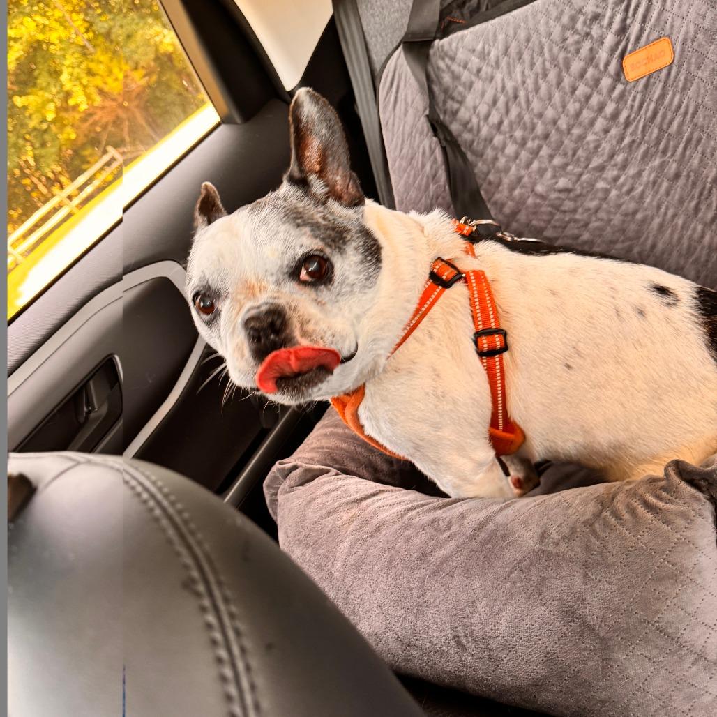 Enlarge Hank, a Adoptable French Bulldog in New Fairfield, CT image 3/5