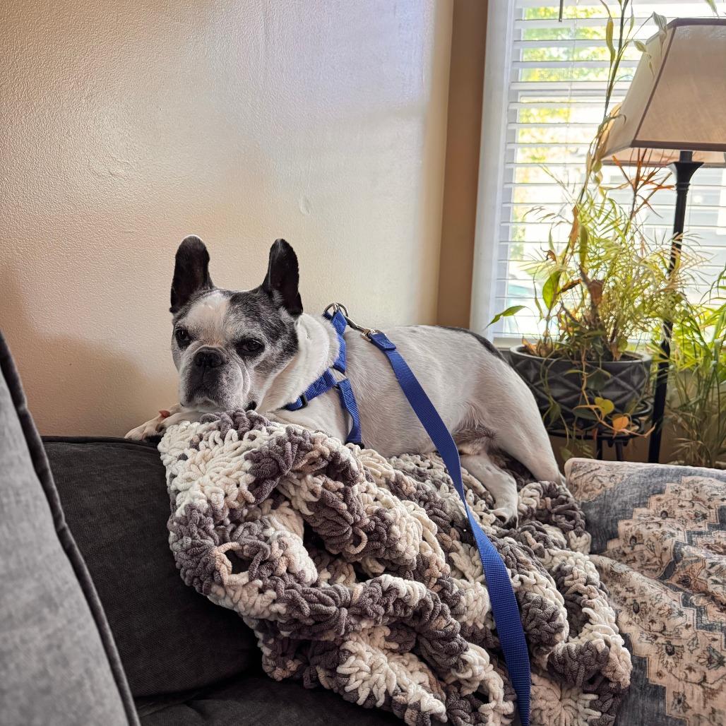 Enlarge Hank, a Adoptable French Bulldog in New Fairfield, CT image 4/5