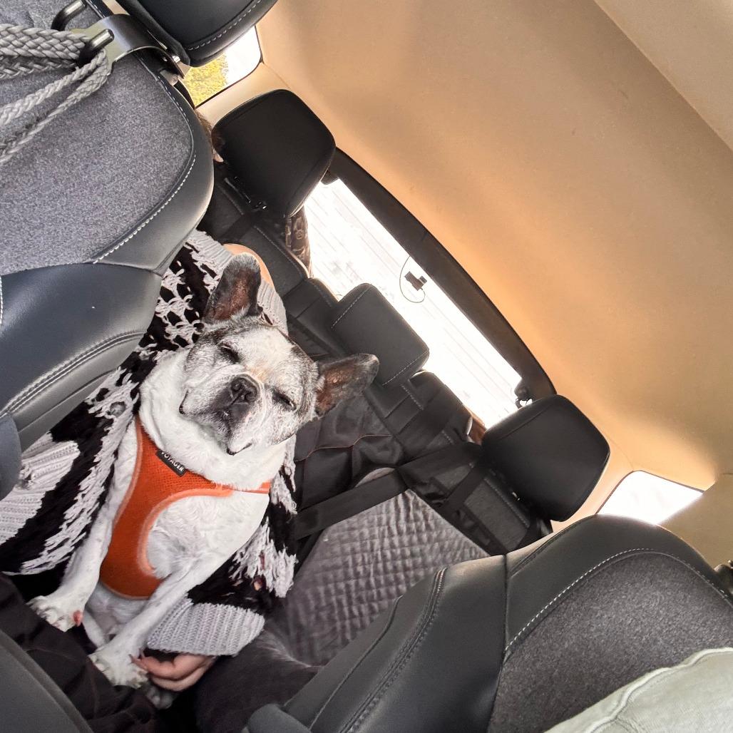 Enlarge Hank, a Adoptable French Bulldog in New Fairfield, CT image 5/5