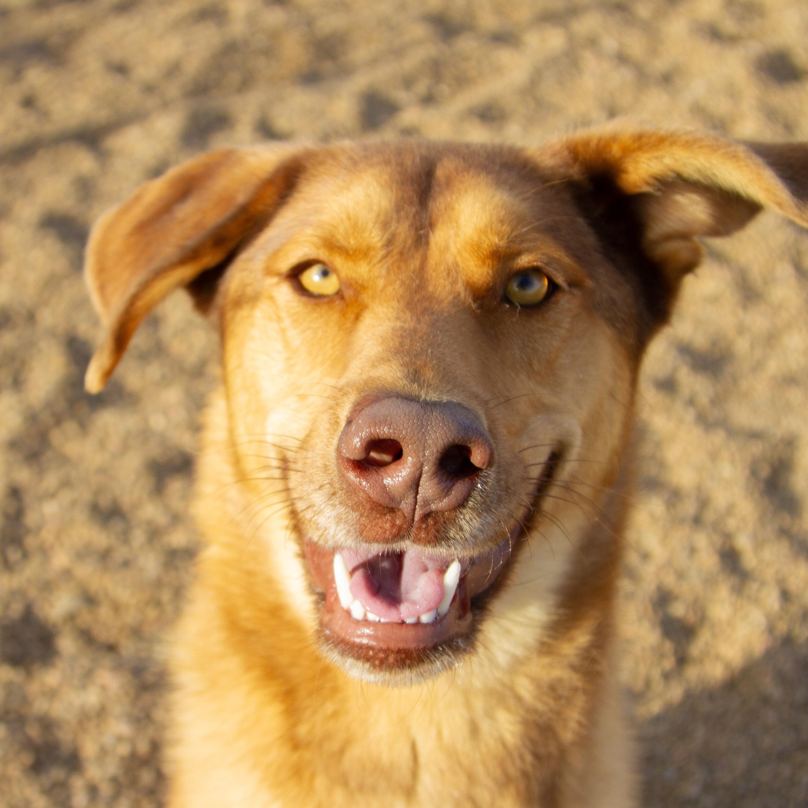 Two Stripes — thumbnail 2