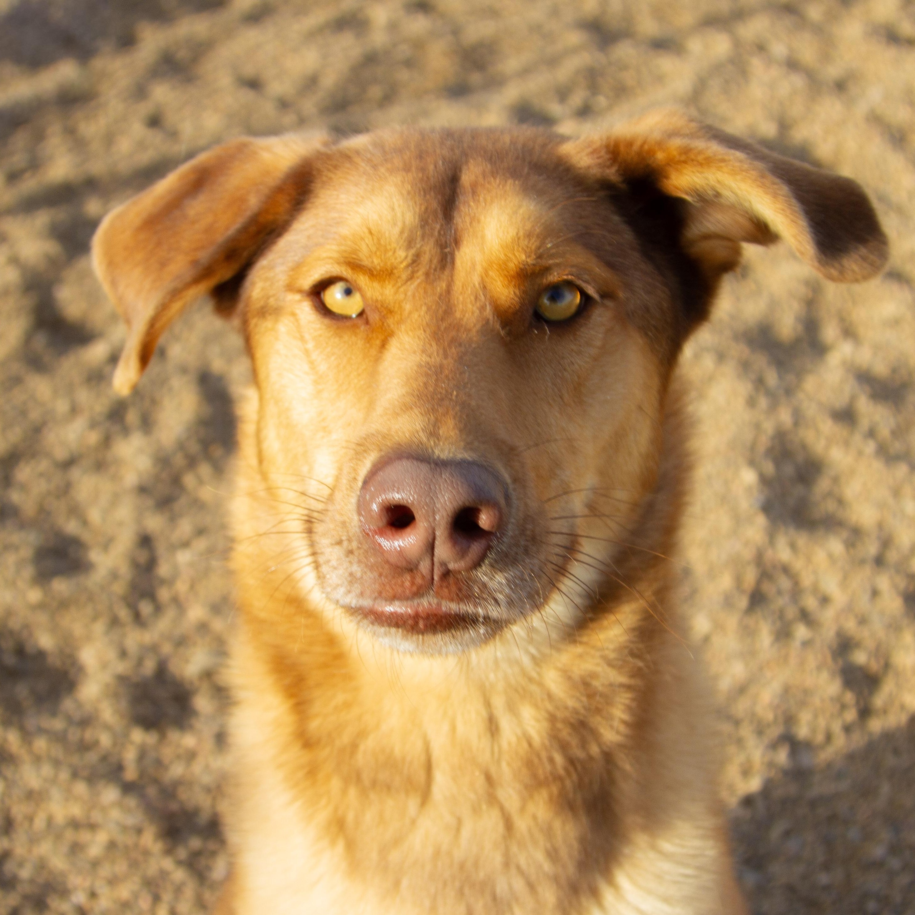 Two Stripes — thumbnail 4