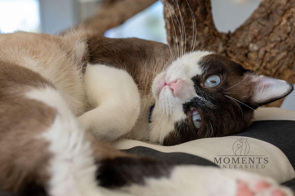 Enlarge Wishbone, an adoptable mixed breed in Myakka City, FL image 4/6