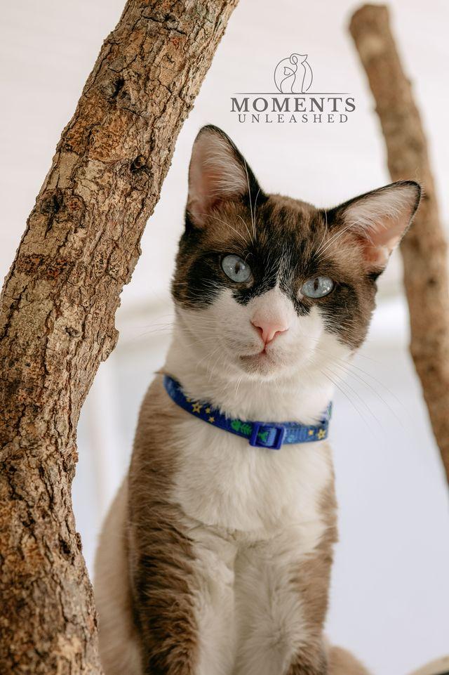 Enlarge Wishbone, an adoptable mixed breed in Myakka City, FL image 1/6