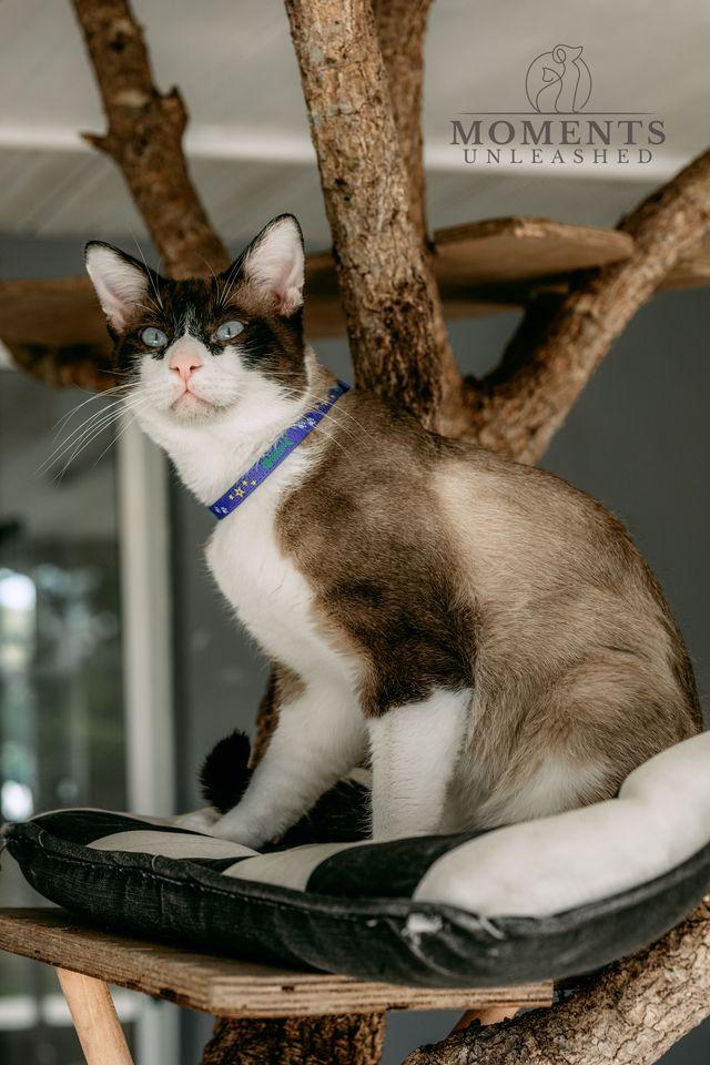 Enlarge Wishbone, an adoptable mixed breed in Myakka City, FL image 5/6