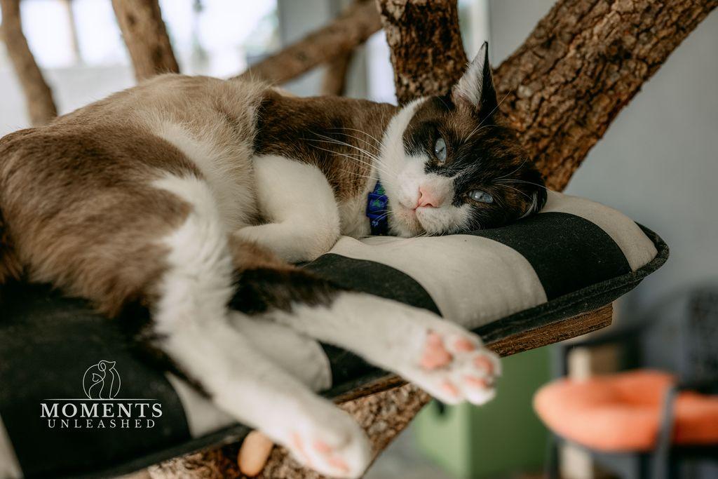 Enlarge Wishbone, an adoptable mixed breed in Myakka City, FL image 6/6