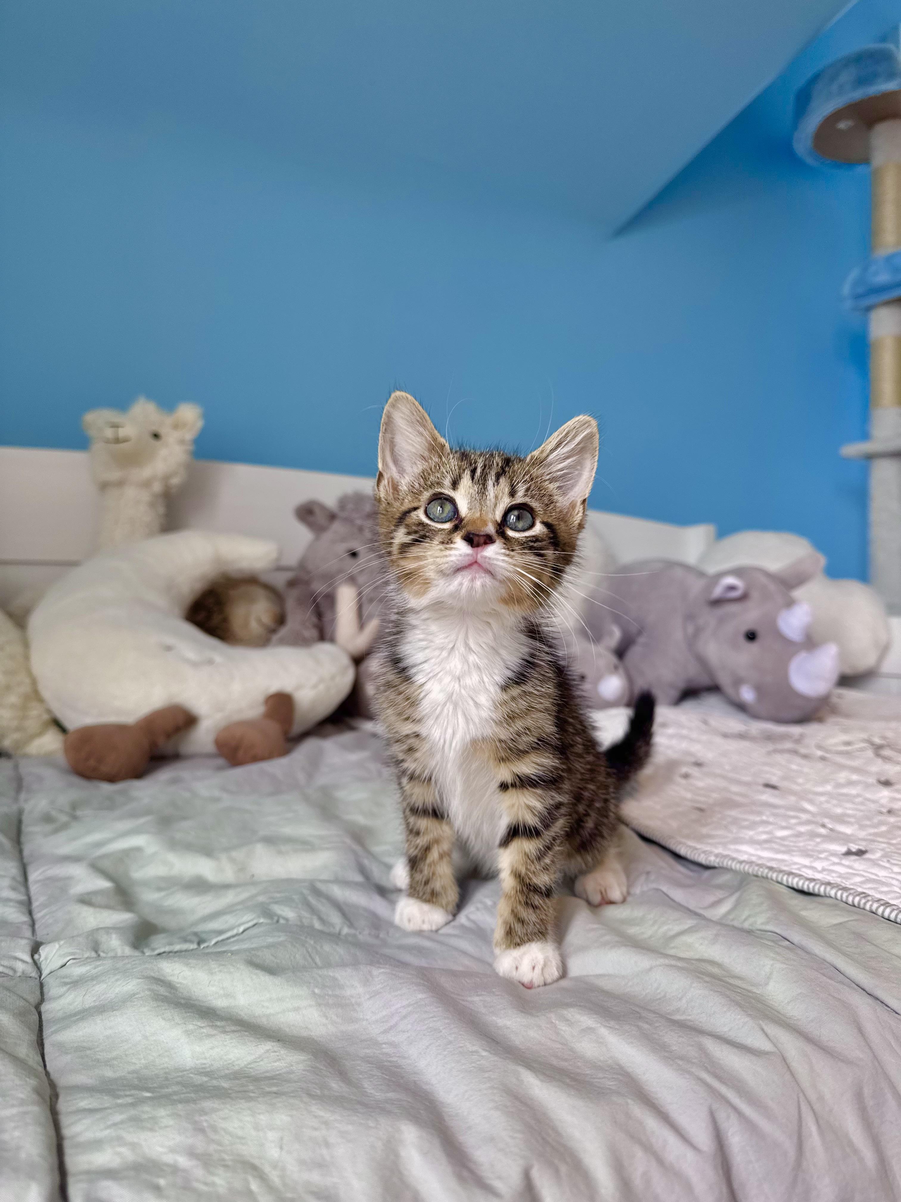 Enlarge Meadow , a ADOPTABLE Domestic Short Hair in Ramsey, NJ image 1/5