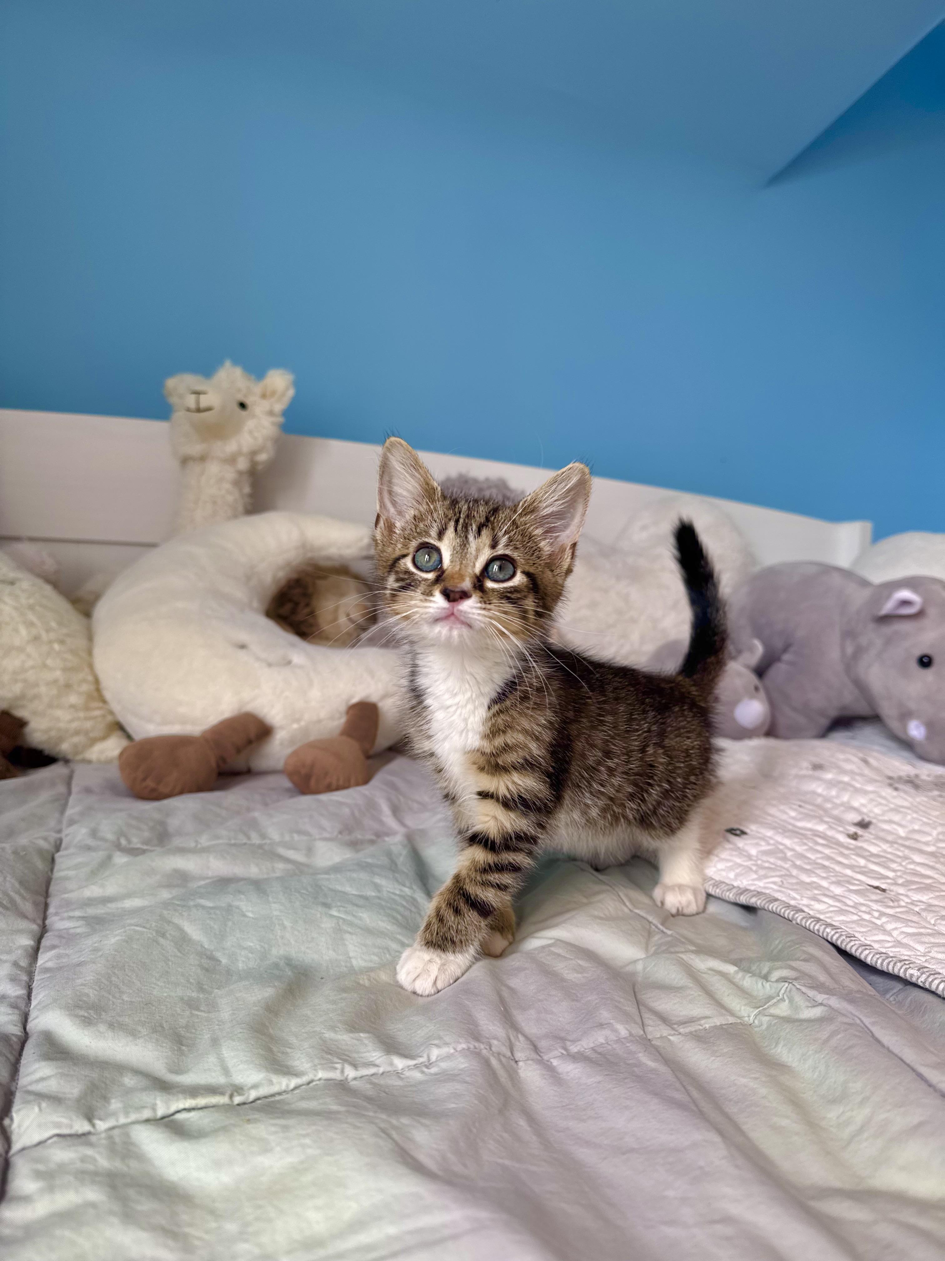 Enlarge Meadow , a ADOPTABLE Domestic Short Hair in Ramsey, NJ image 2/5