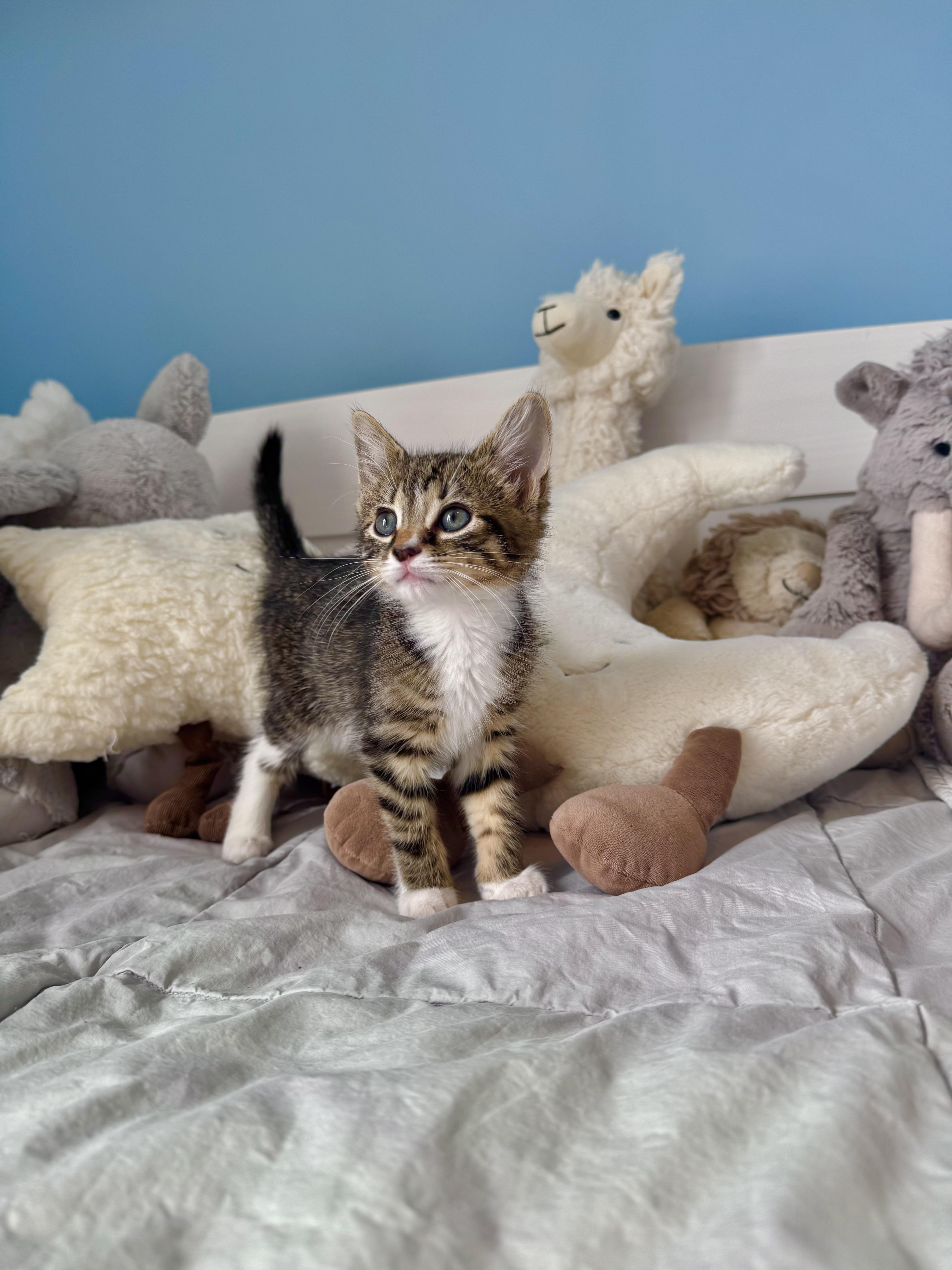 Enlarge Meadow , a ADOPTABLE Domestic Short Hair in Ramsey, NJ image 4/5