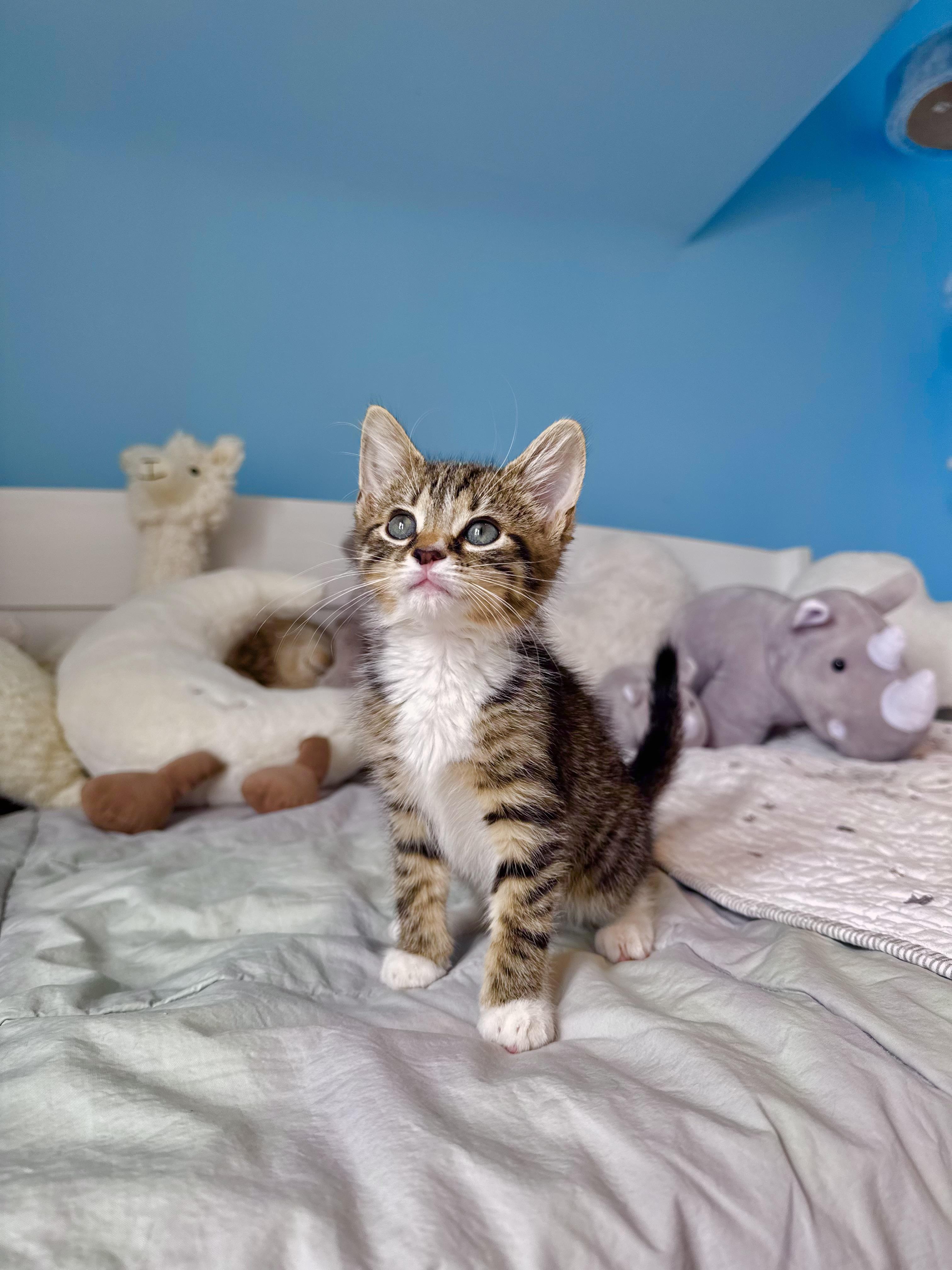 Enlarge Meadow , a ADOPTABLE Domestic Short Hair in Ramsey, NJ image 5/5