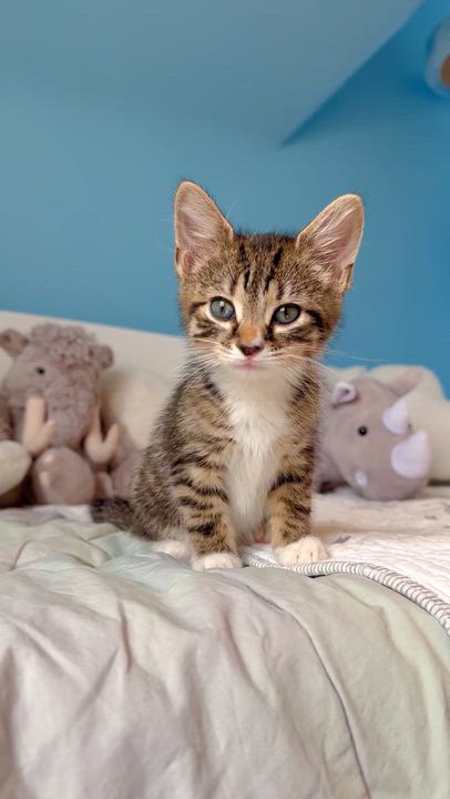 Enlarge Meadow , a ADOPTABLE Domestic Short Hair in Ramsey, NJ video 3/5