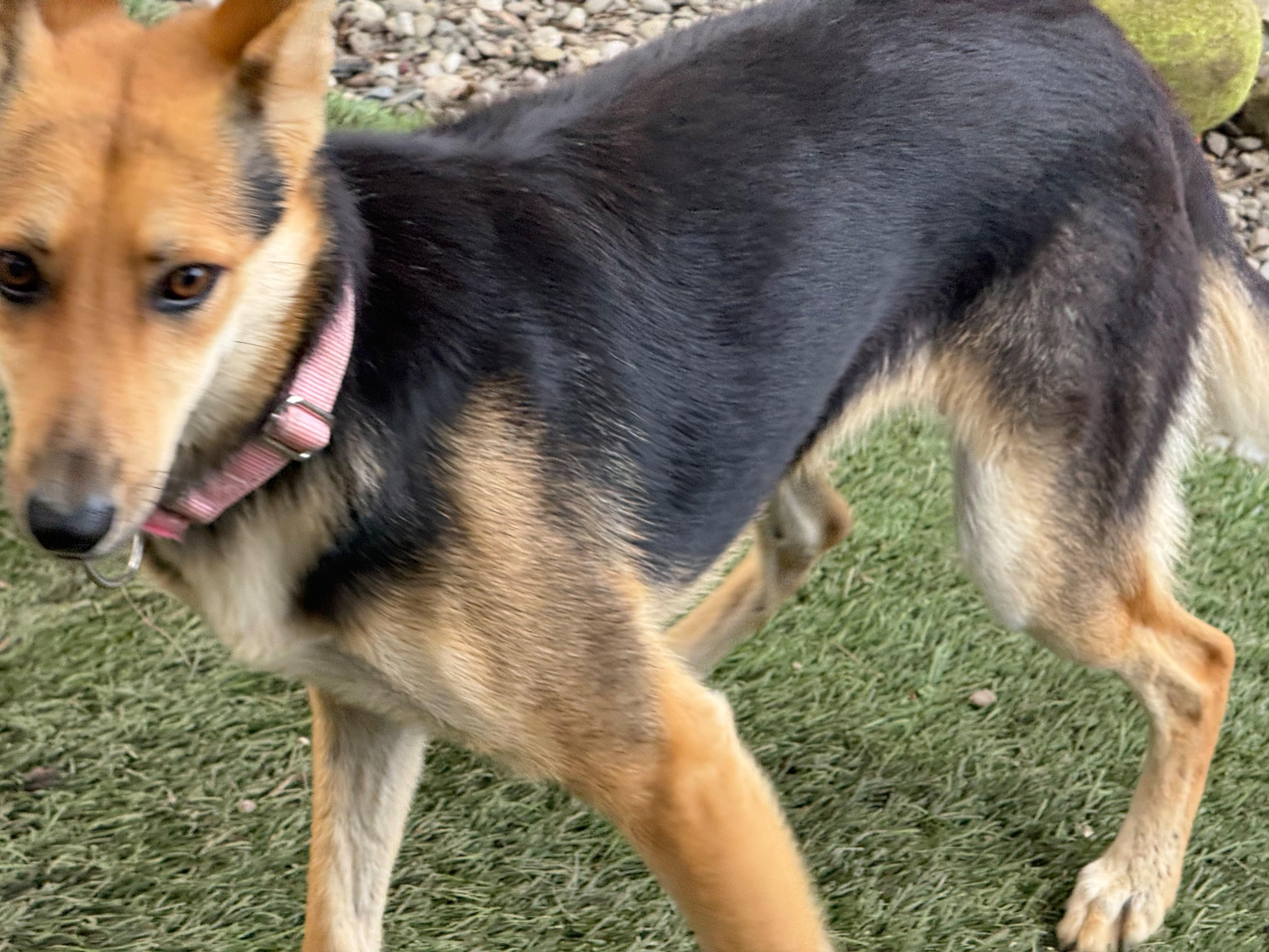 Daisy, a ADOPTABLE mixed breed in Pleasant Valley, NY image 2/4