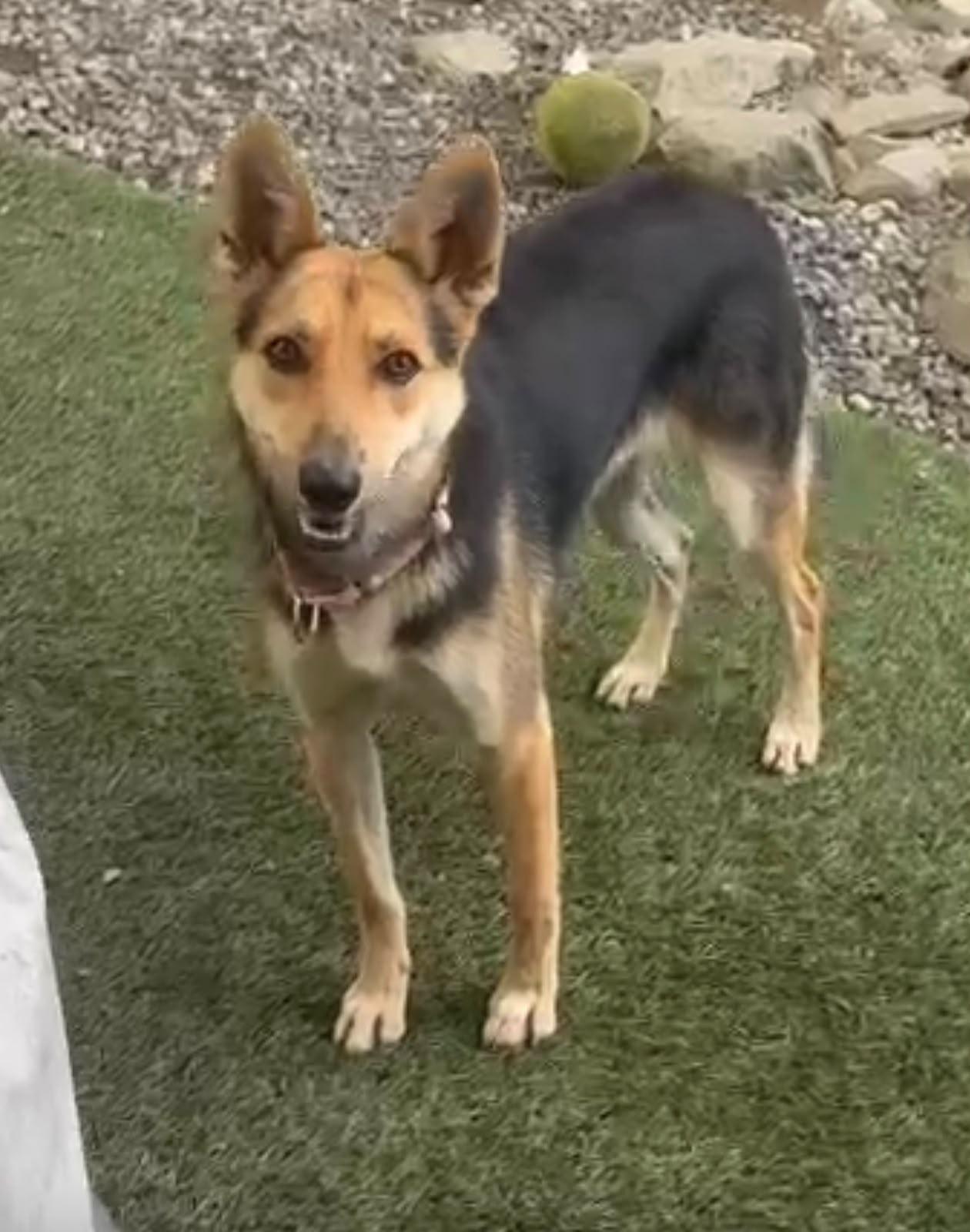 Daisy, a ADOPTABLE mixed breed in Pleasant Valley, NY image 3/4