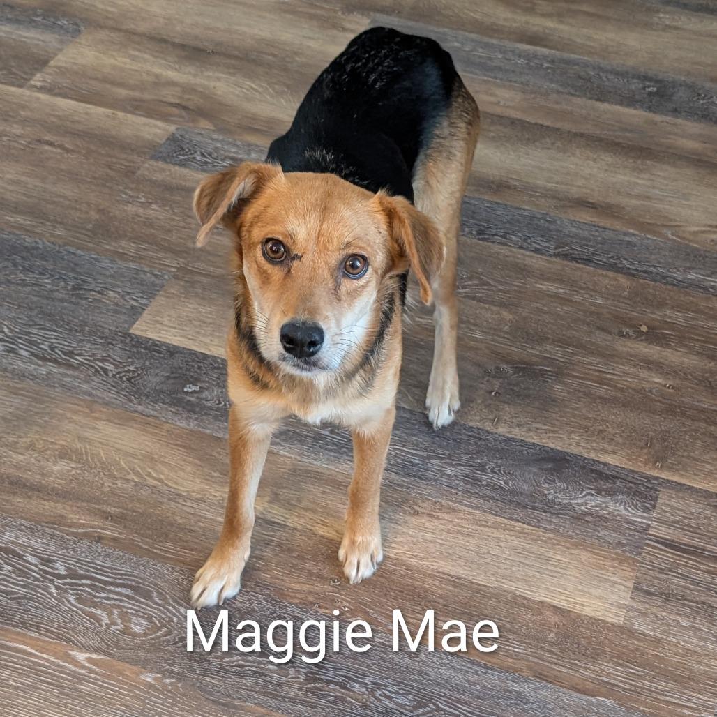 Maggie Mae, Adoptable, Adult Female Beagle.