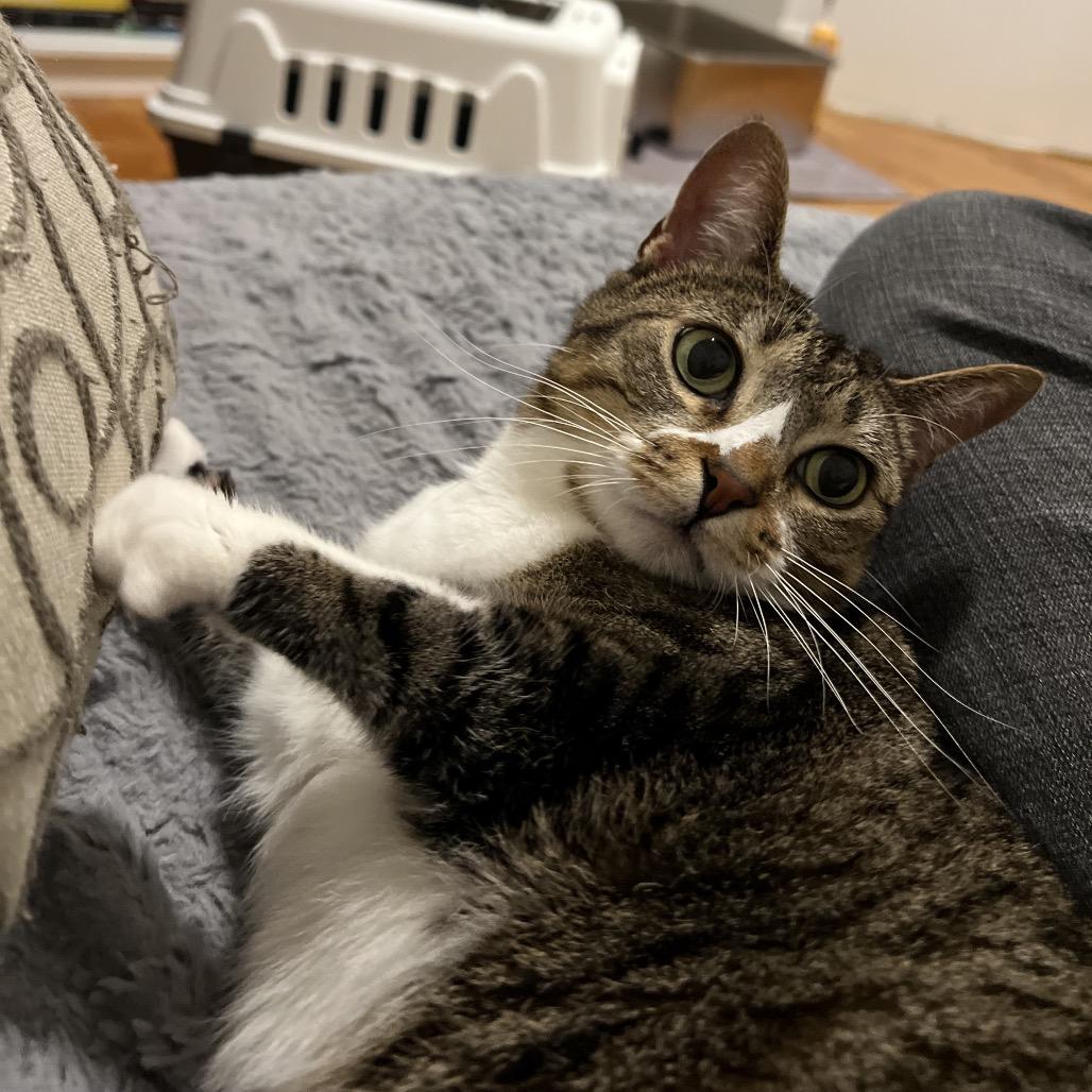 Dinah, Adoptable, Adult Female Domestic Short Hair.