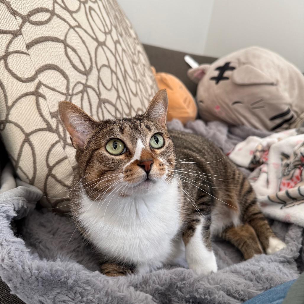 Enlarge Dinah, a Adoptable Domestic Short Hair in Evanston, IL image 2/6