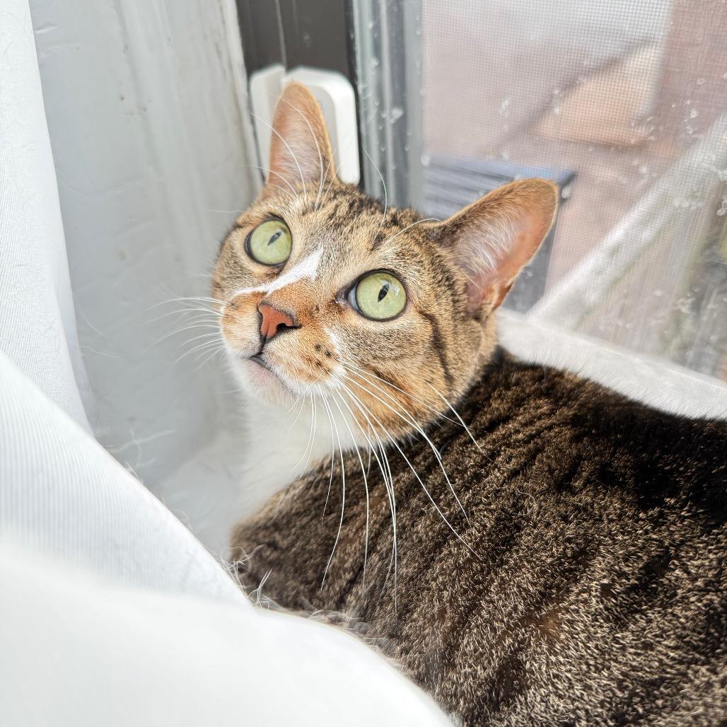 Enlarge Dinah, a Adoptable Domestic Short Hair in Evanston, IL image 3/6