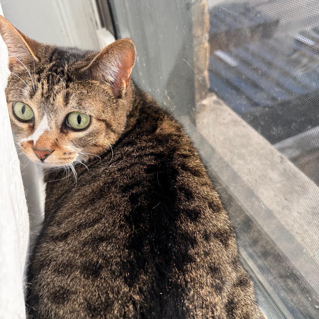Enlarge Dinah, a Adoptable Domestic Short Hair in Evanston, IL image 4/6