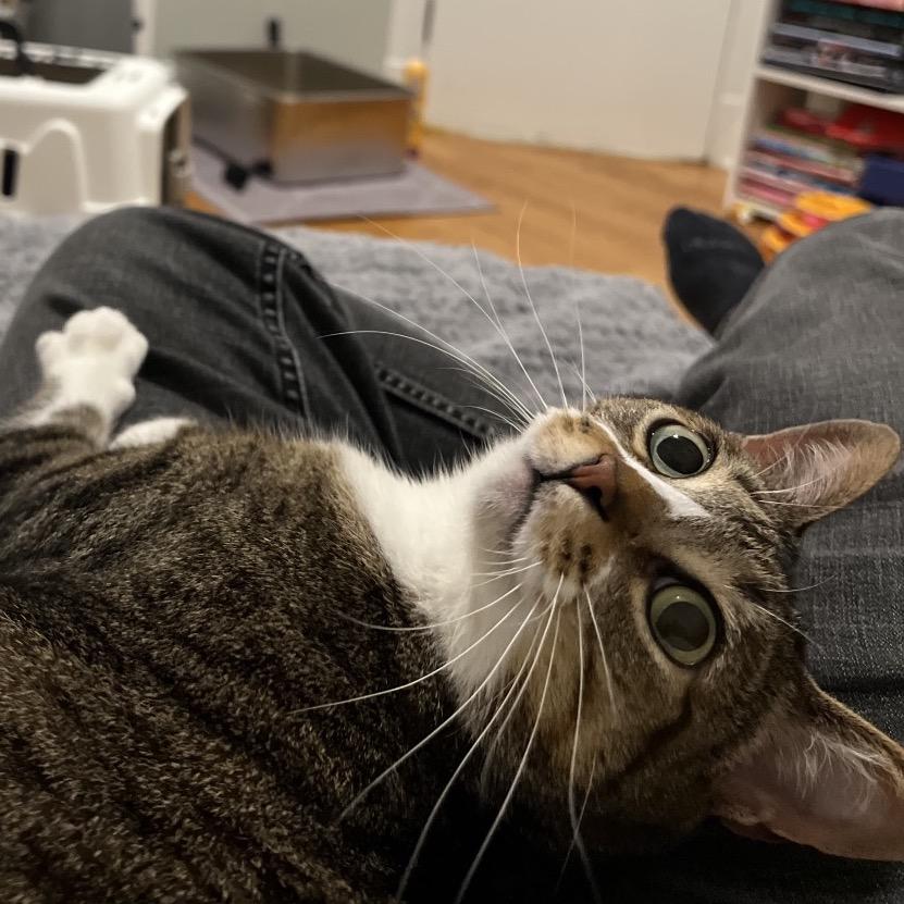 Enlarge Dinah, a Adoptable Domestic Short Hair in Evanston, IL image 5/6