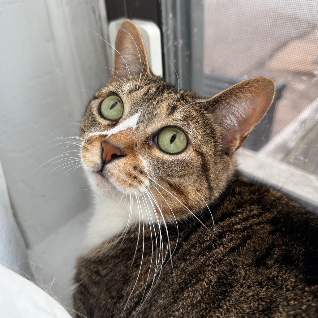 Enlarge Dinah, a Adoptable Domestic Short Hair in Evanston, IL image 6/6