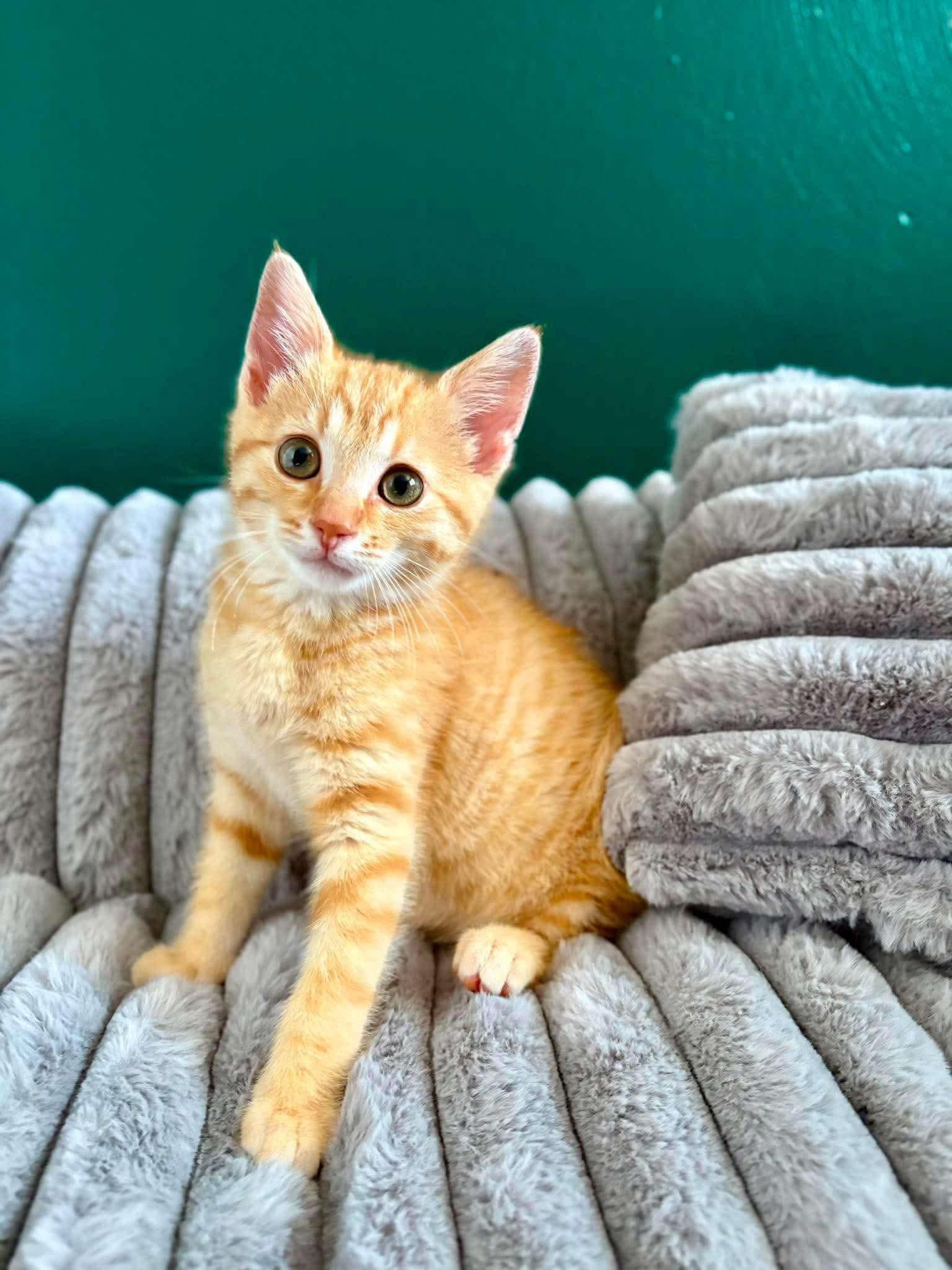 Faygo, a Adoptable Domestic Short Hair in East Lansing, MI image 5/6
