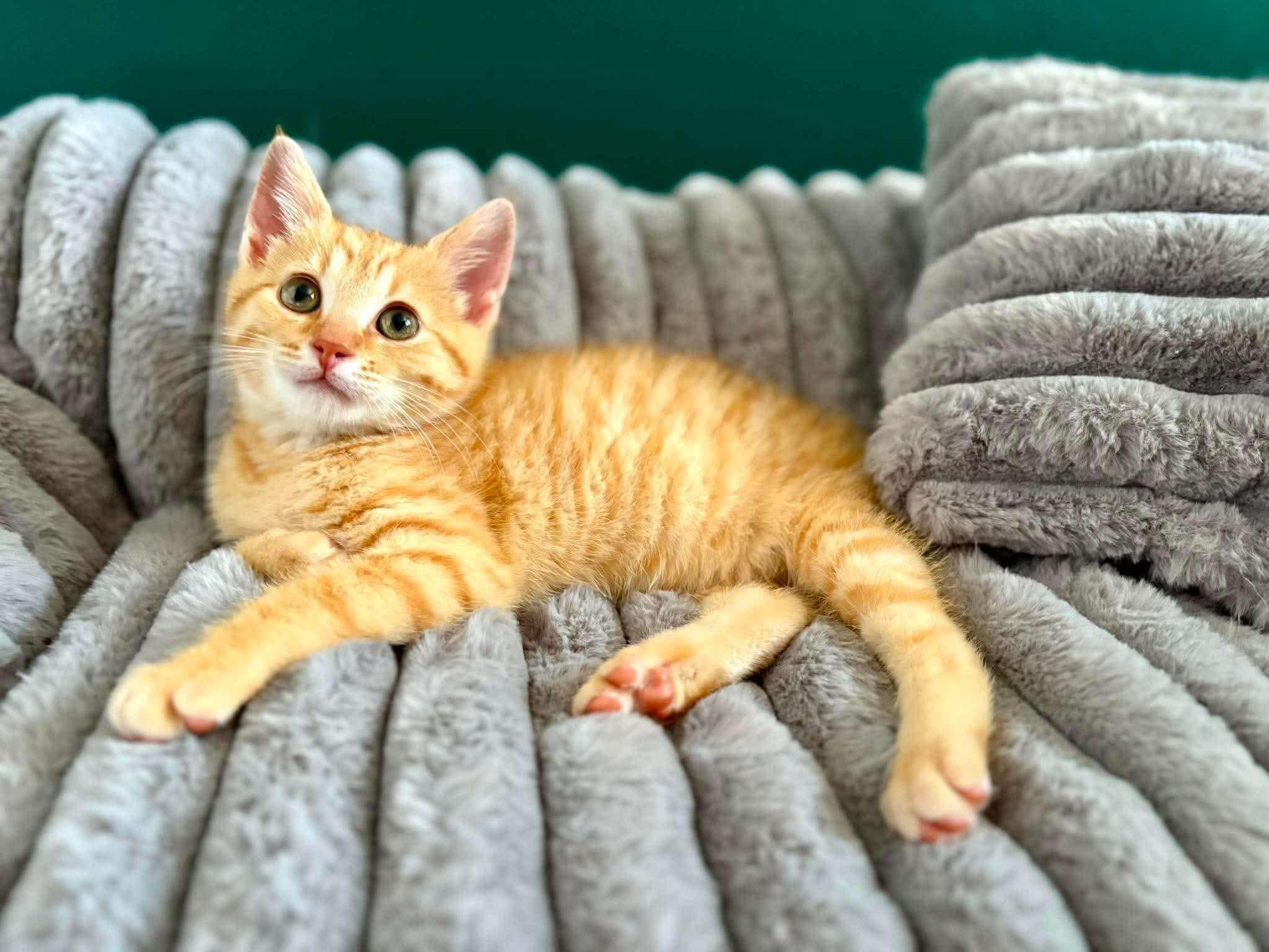 Faygo, a Adoptable Domestic Short Hair in East Lansing, MI image 3/6