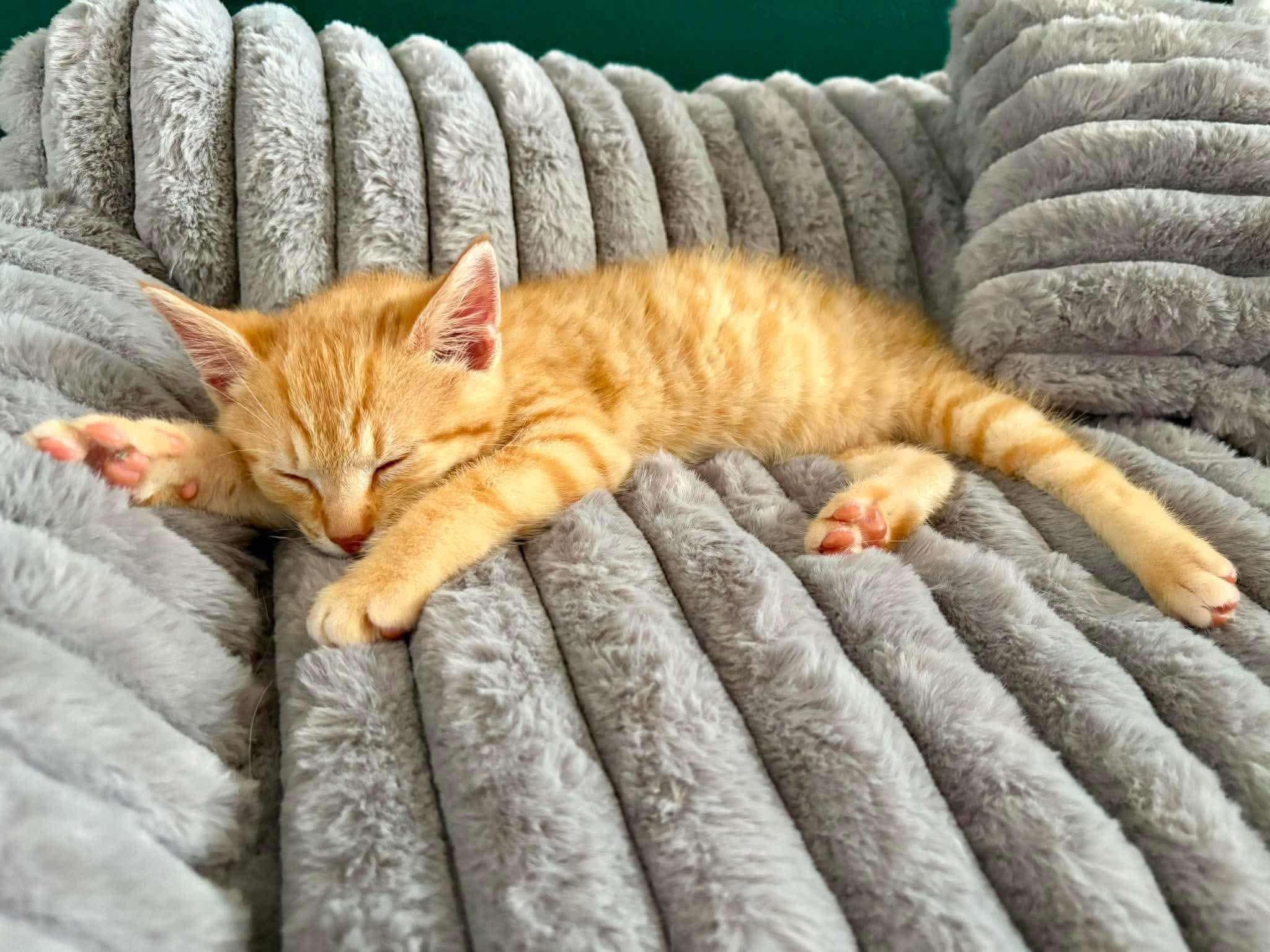 Faygo, a Adoptable Domestic Short Hair in East Lansing, MI image 4/6