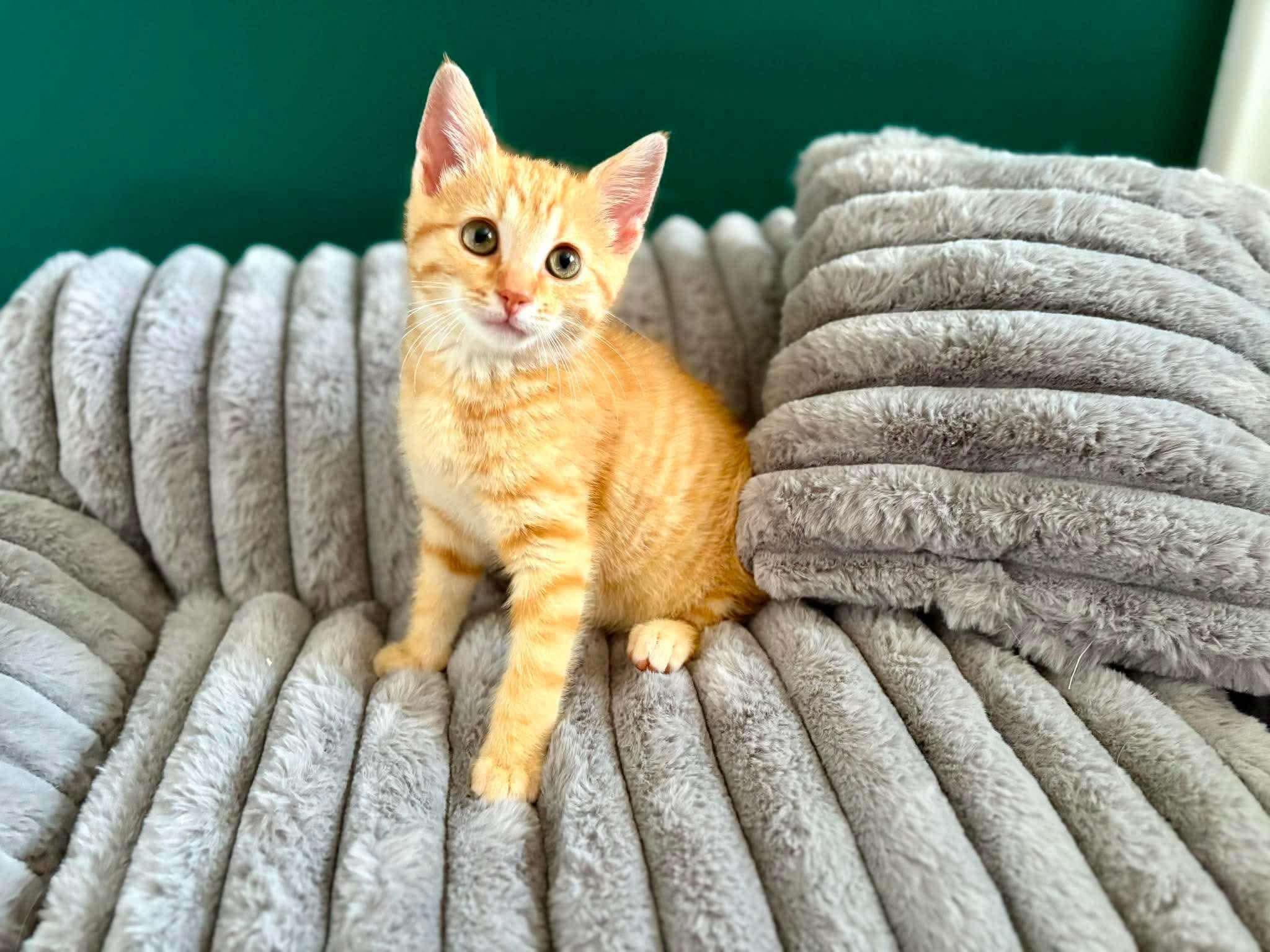 Faygo, a Adoptable Domestic Short Hair in East Lansing, MI image 6/6