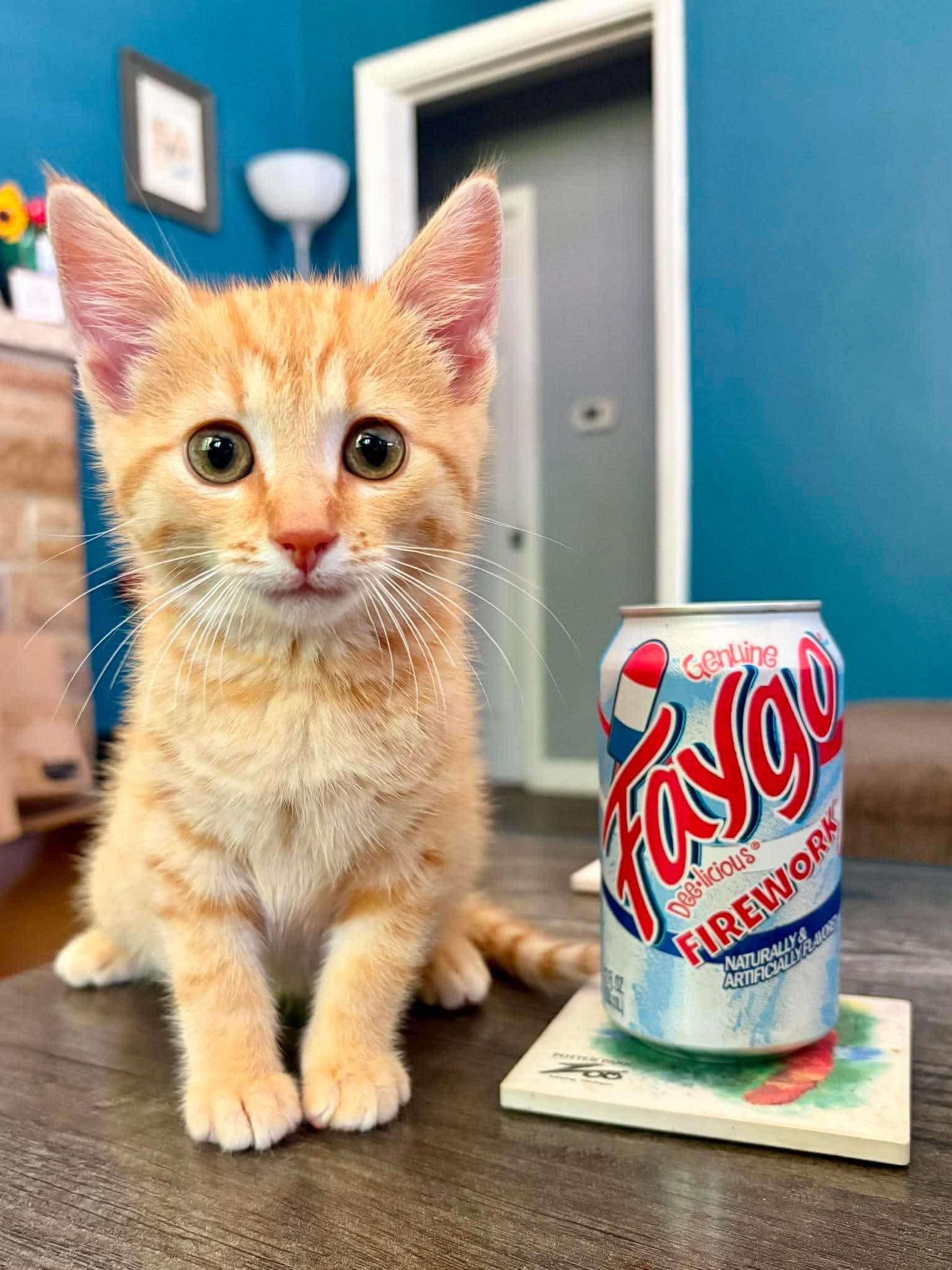 Faygo, a Adoptable Domestic Short Hair in East Lansing, MI image 1/6