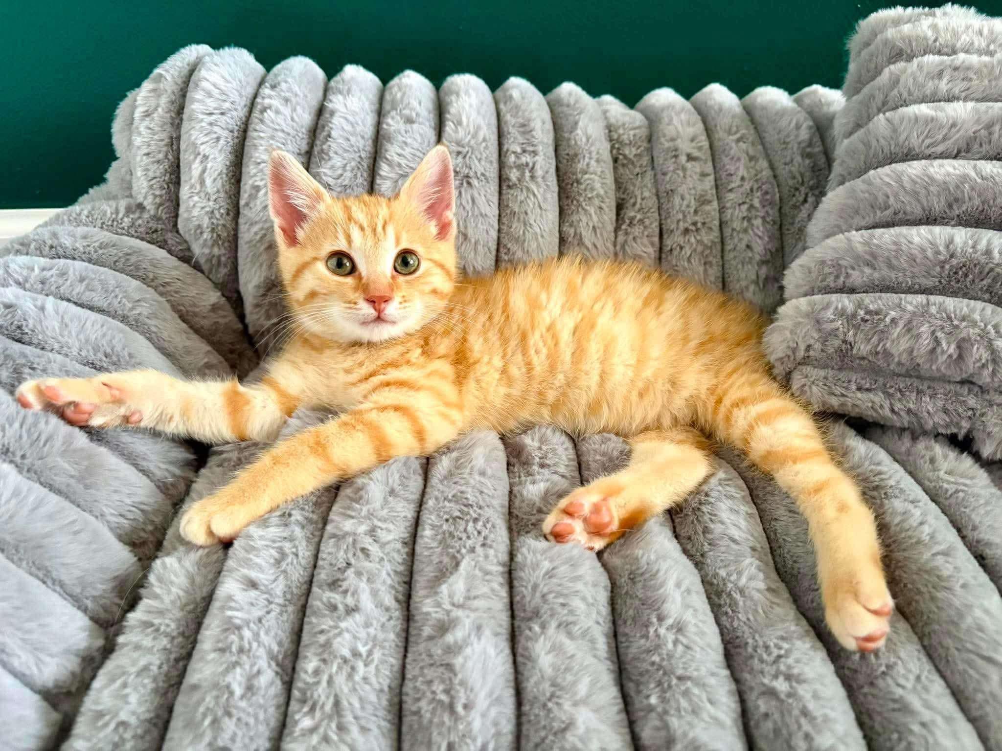 Faygo, a Adoptable Domestic Short Hair in East Lansing, MI image 2/6