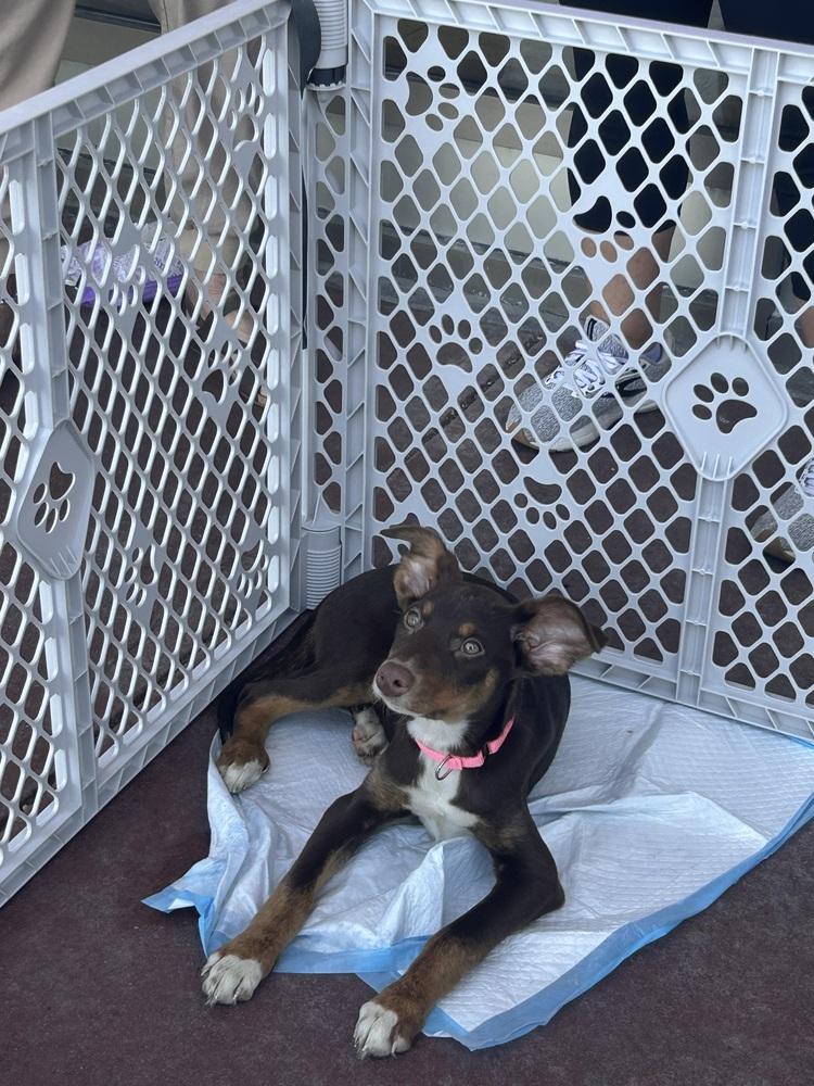 Enlarge Molly, a Adoptable mixed breed in Willingboro, NJ image 2/5