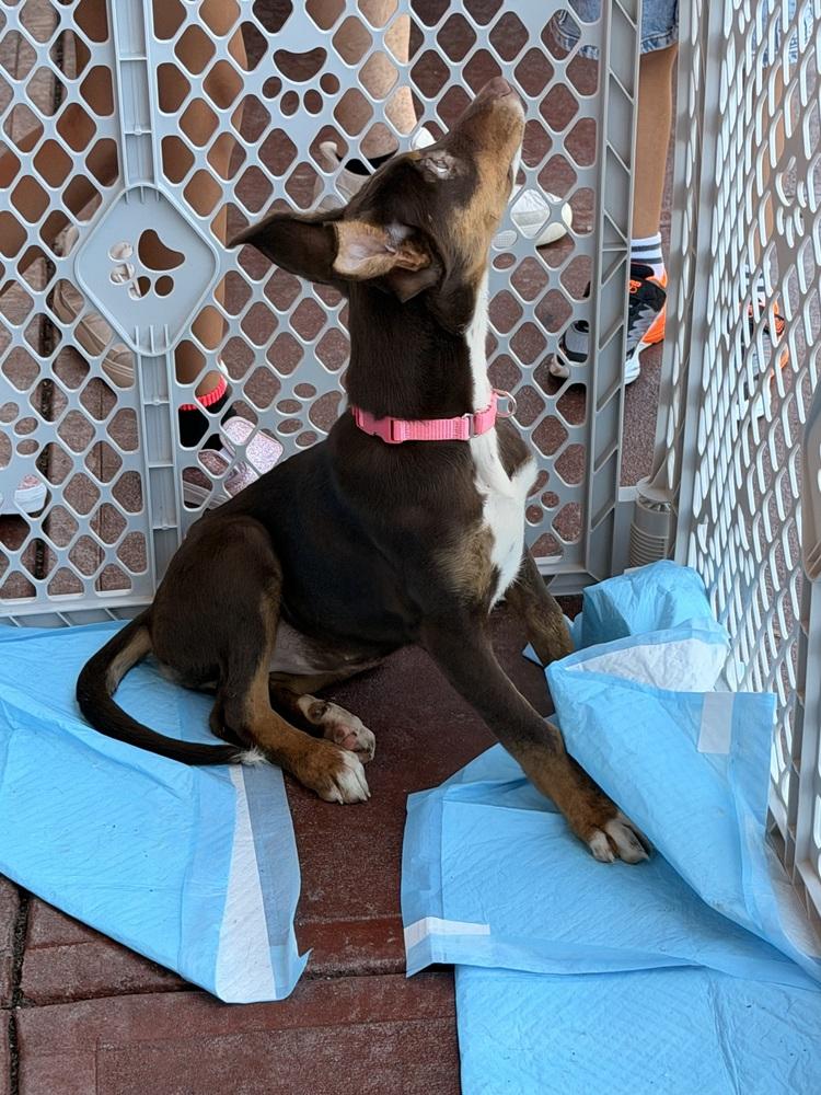 Enlarge Molly, a Adoptable mixed breed in Willingboro, NJ image 4/5