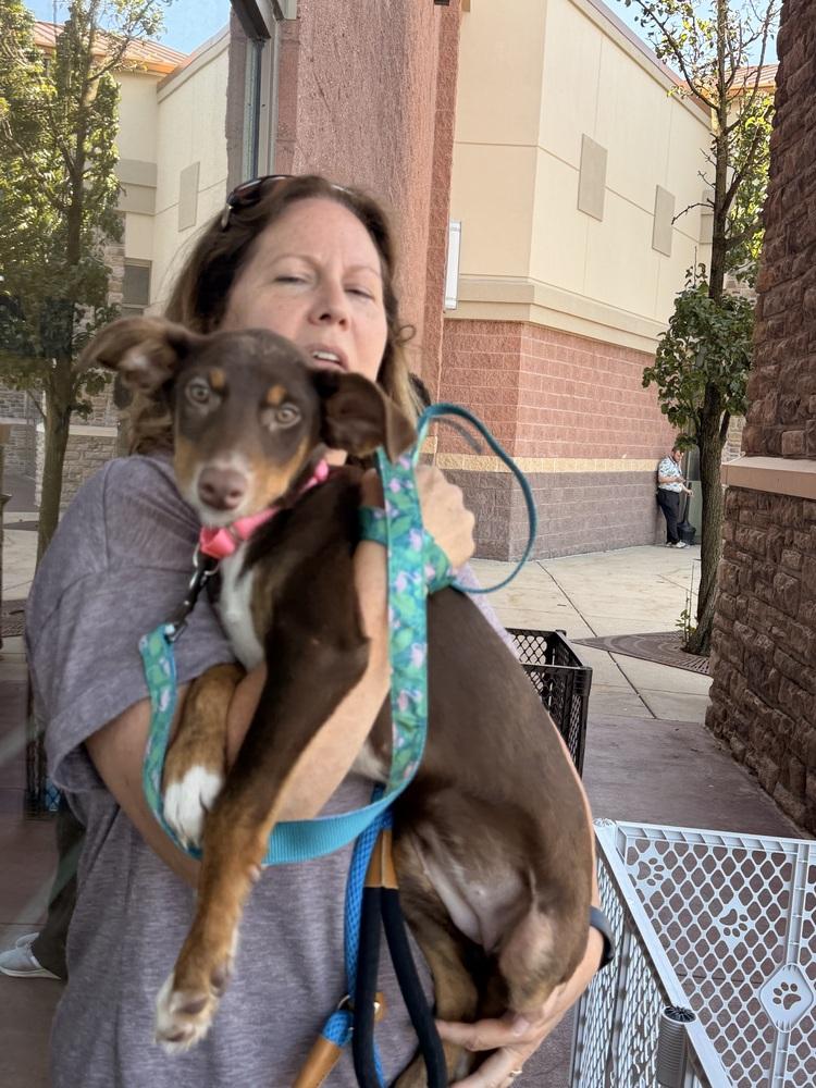 Enlarge Molly, a Adoptable mixed breed in Willingboro, NJ image 5/5