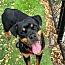 Jolene, Adoptable, Young Female Rottweiler.