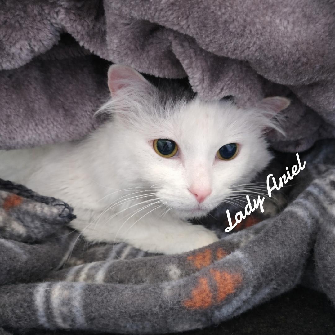 Enlarge Lady Ariel, a Adoptable Domestic Long Hair in Naugatuck, CT image 1/3