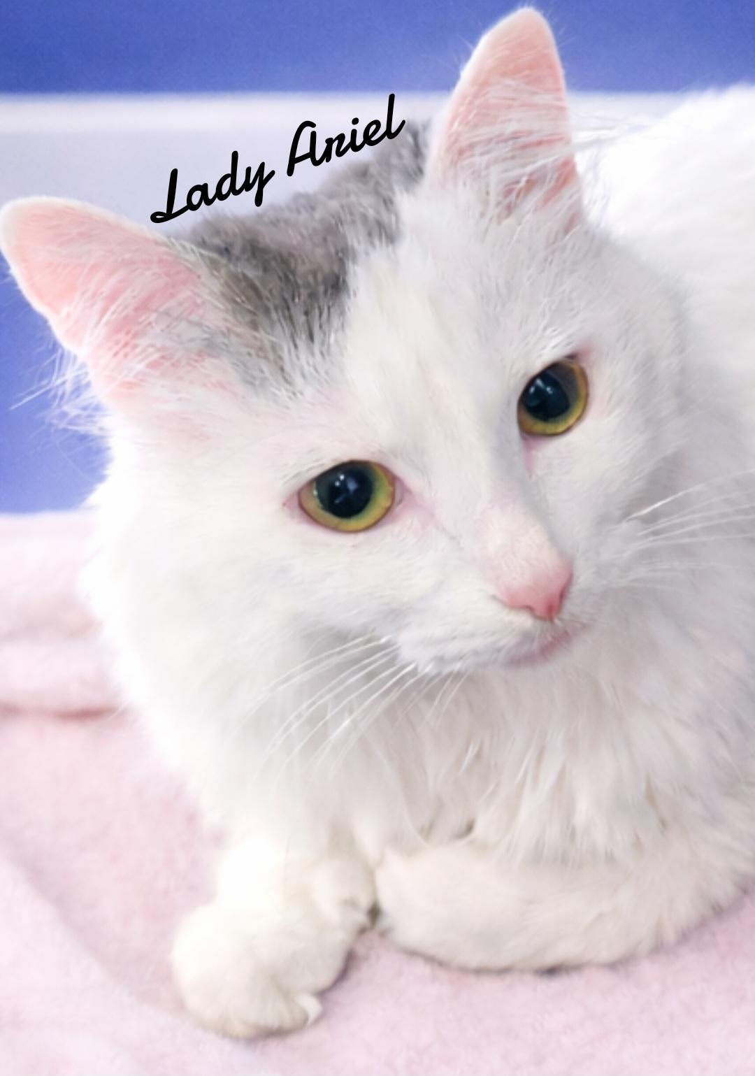 Enlarge Lady Ariel, a Adoptable Domestic Long Hair in Naugatuck, CT image 2/3